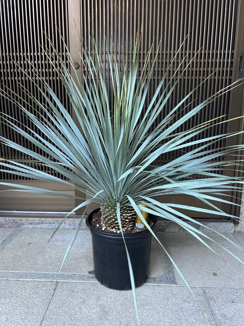 ユッカ　ロストラータ　シルバーブルーの葉色 幹立ち　ボリューム株