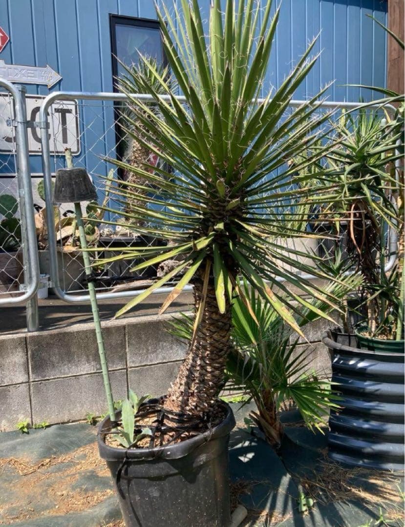 耐寒性ユッカ　フィリフェラ太大株◇ドライガーデン南国アガベ多肉サボテン　ヤシ島