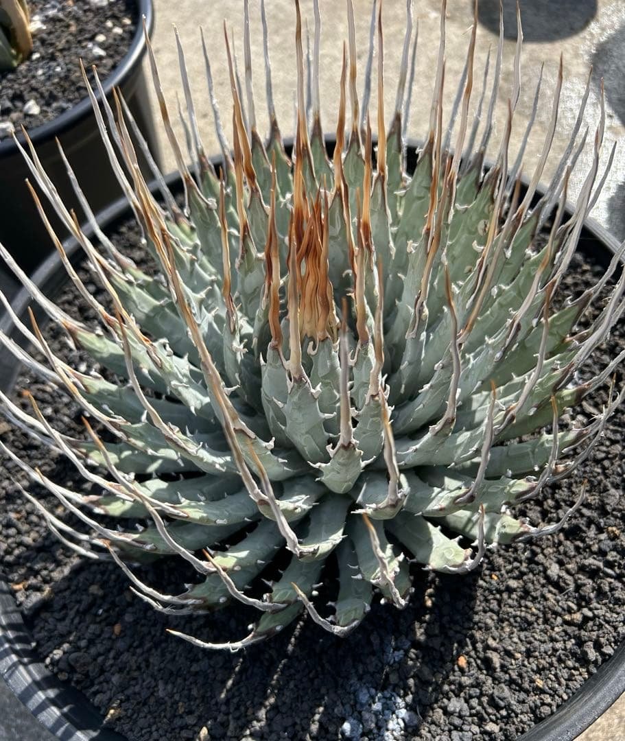 TM Gardenutahensis eborispina ユタエンシス